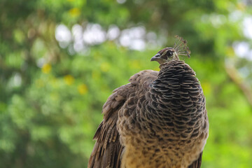 Close-up of a peahen's back with brown plumage and crest, highlighted against a blurred green natural background.