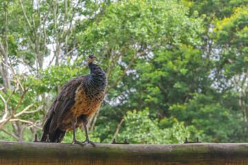 Peahen with subtle plumage and bluish neck, standing on wood. Blurred dense green foliage background.