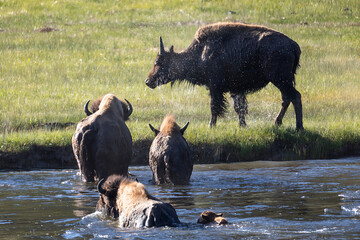 Buffalo or bison herd group with adults and babies crossing the water of a river and shaking it off...