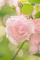 Rose flower bush of delicate pink color. Rose flower in focus and defocus light green.