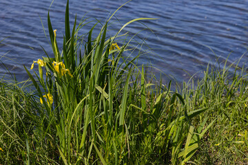 Fototapeta premium Bright yellow iris pseudacorus flowers and lush green leaves growing on grassy riverbank near calm water on sunny summer day. Wetland plant in natural habitat. Botanical concept of freshwater flora