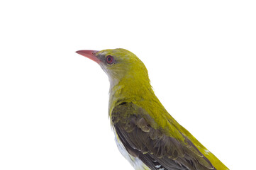  Young Eurasian Golden Oriole (Oriolus oriolus) isolated on a white background