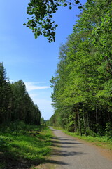 Obraz premium Forest path with graveled road. Nordic summer day. 