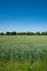 green wheat field and blue sky