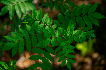 Fresh green rowan leaves on a young tree.
