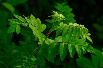 Fresh green rowan leaves on a young tree.
