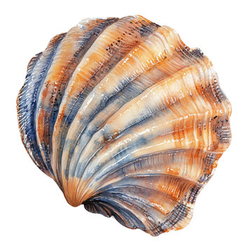 Watercolor shell on isolated on transparent background.