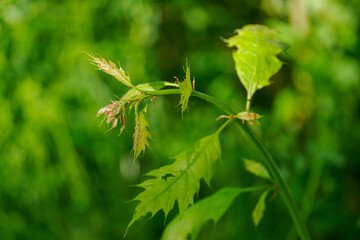Young green oak leaves on the upper part of a young tree. 
