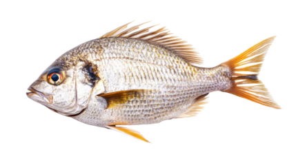 fish isolated on white background