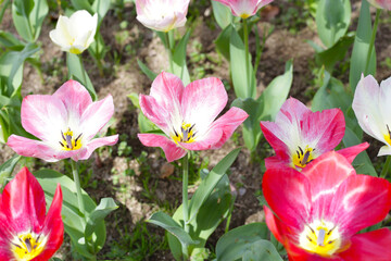 Beautiful tulip flower garden. The Expo 70 Commemorative Park, Osaka, Japan