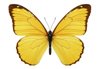 Isolated Yellow Butterfly