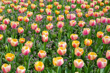 Field of blooming tulips under natural sunlight.