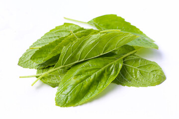 Holy basil leaves on white background.