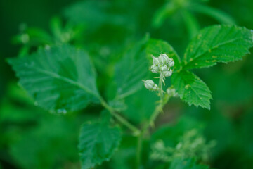 Blackberry flower buds and green leaves. 
