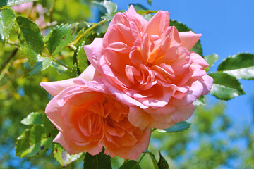 Peach-colored rose with shades of pink,orange, and light yellow colour in the garden, during summer