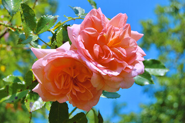 Peach-colored rose with shades of pink,orange, and light yellow colour in the garden, during summer