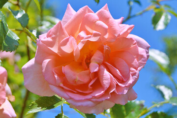 Peach-colored rose with shades of pink,orange, and light yellow colour