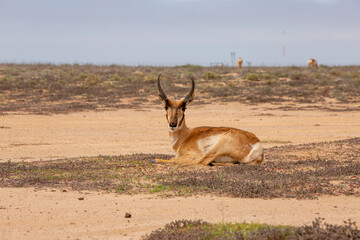 BERRENDO PENINSULAR RESERVA DE LA BIOSFERA DEL VIZCAINO