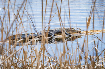 Huge American Alligators basking in on the mud flats at Savanah National Wildlife Refuge in Savanah...
