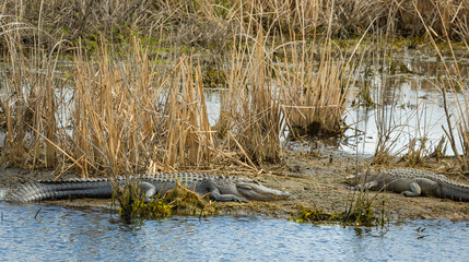 Huge American Alligators basking in on the mud flats at Savanah National Wildlife Refuge in Savanah Georgia.