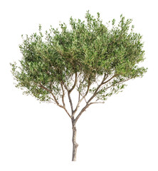 Obraz premium PNG Green tree isolated illustration vegetation.