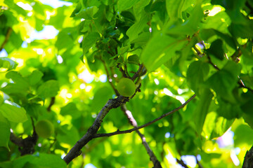 Prunus mume fruits on tree