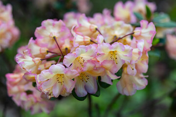 Delicate soft pink rhododendron flowers in full bloom on a bush during spring season in botanical garden. Ornamental gardening, floral beauty, nature aesthetics and seasonal blooming