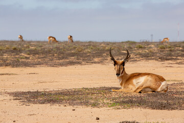 BERRENDO PENINSULAR RESERVA DE LA BIOSFERA DEL VIZCAINO