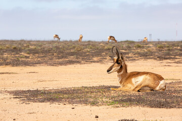 BERRENDO PENINSULAR RESERVA DE LA BIOSFERA DEL VIZCAINO