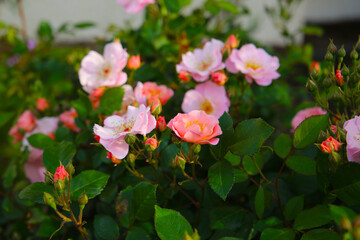A beautiful rose bush in a public park in Japan