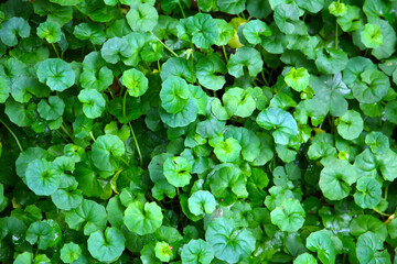 Viola hederacea or Viola Banksii
