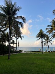 palm trees on the beach