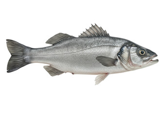 Isolated Fresh European Sea Bass Fish