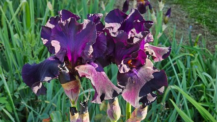 Sweden. Iris × germanica is the accepted name for a species of flowering plants in the family...