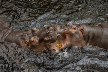 Two wild hippopotamuses engaged in aggressive territorial behavior in murky water on a cloudy day...