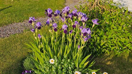 Sweden. Iris × germanica is the accepted name for a species of flowering plants in the family...