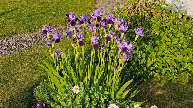 Sweden. Iris &times; germanica is the accepted name for a species of flowering plants in the family Iridaceae commonly known as the bearded iris or the German bearded iris. 