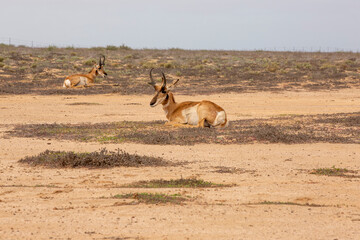 RESERVA DE LA BIOSFERA DEL VIZCAINO
