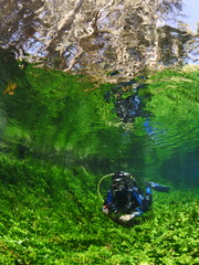 scuba diver underwater  in freshwater plants and vegetation exploring river and lake