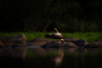 Greylag goose on the shore at sunset. Geese on a spring pond. Stretching geese. European birds...