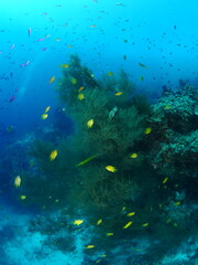 algae and coral underwater with fish around like xmas tree