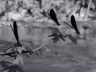 dragon fly dark dragonfly blue macro  shot damselflies next to river on the leaves
