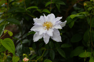 Clematis florida or Asian virginsbower or passion flower clematis