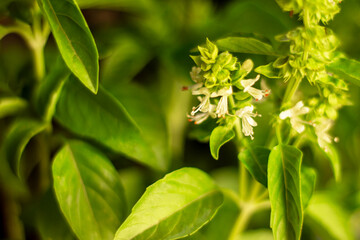 Basil background for use in any design