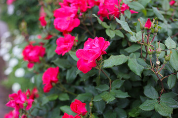 A beautiful rose bush in a public park in Japan