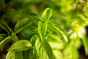 Basil background for use in any design
