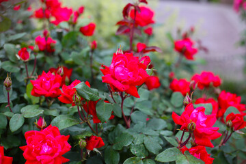 A beautiful rose bush in a public park in Japan