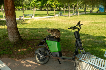 A Serene İstanbul Afternoon: A Content Tabby Cat Soaking Up the Sun on a Park Scooter Amidst Lush Greenery and Warm Sunligh