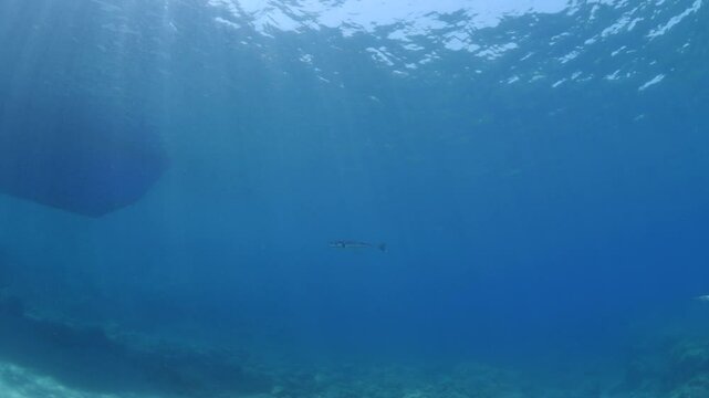 Lagocephalus sceleratus puffer fish  swimming around looking for food mediterranean sea