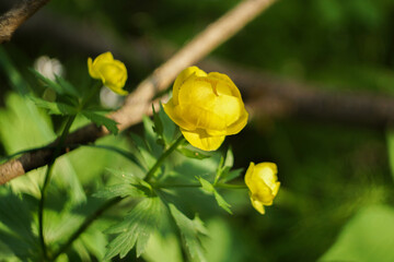 Fototapete bei efototapeten.de bestellen   